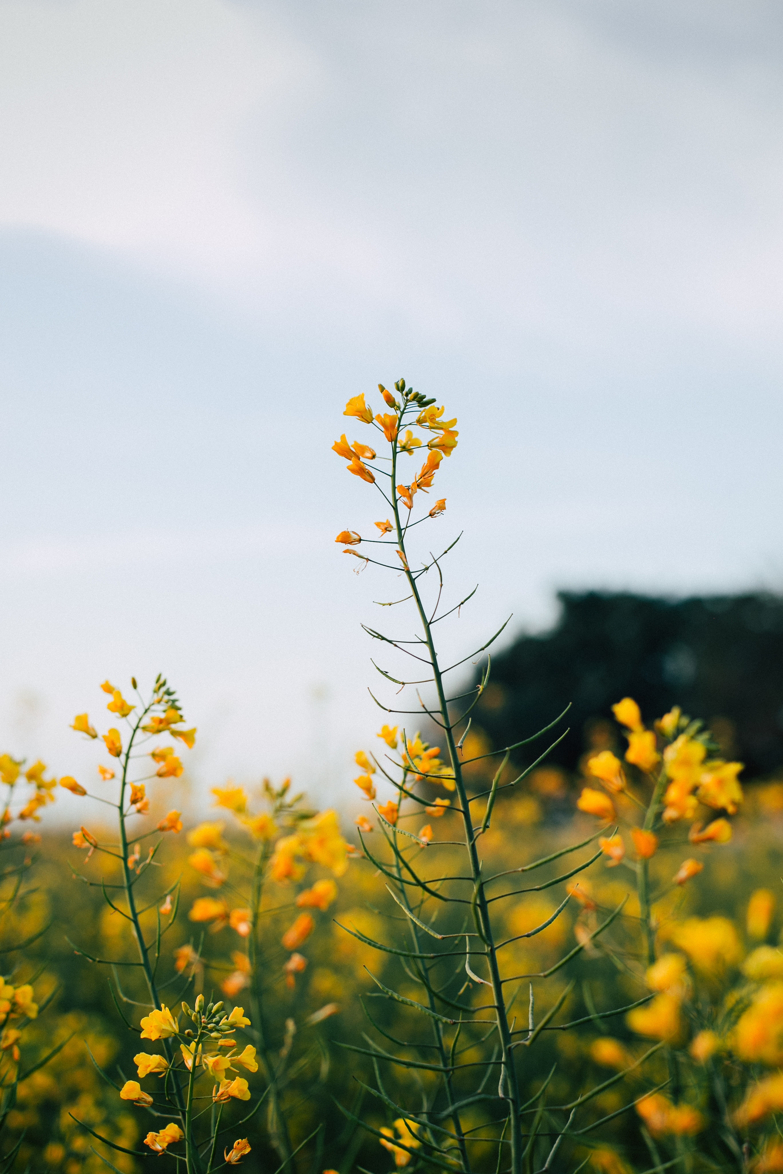 flor de camelina